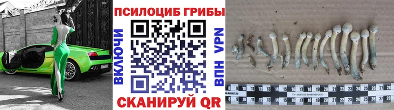 OMG ССЫЛКА  продажа наркотиков  Заречный  Галлюциногенные грибы Cubensis 