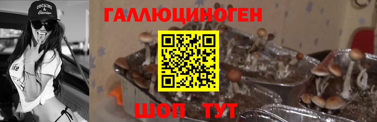 продажа наркотиков  Вход с VPN  Галлюциногенные грибы ЛСД  Заречный  Псилоцибиновые грибы прущие грибы 